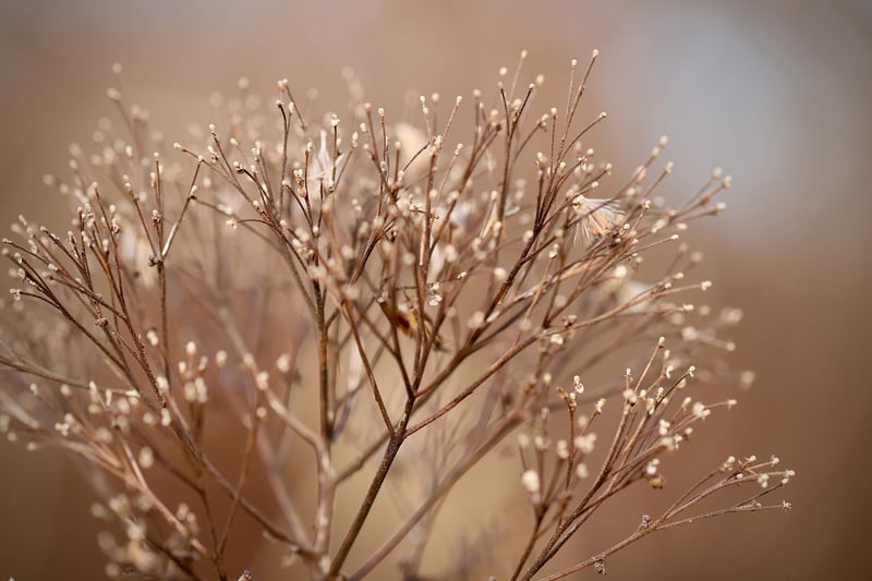Urban Plants